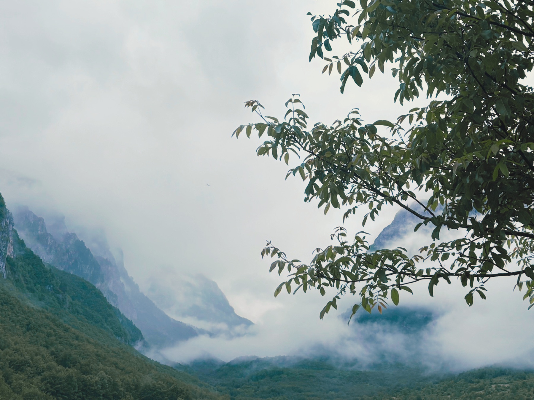Nebel zieht durch ein grünes Tal, im Vordergrund Blätter eines Baumes